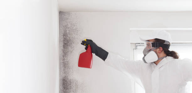 Certified Mold Removal in Burnsville, NC