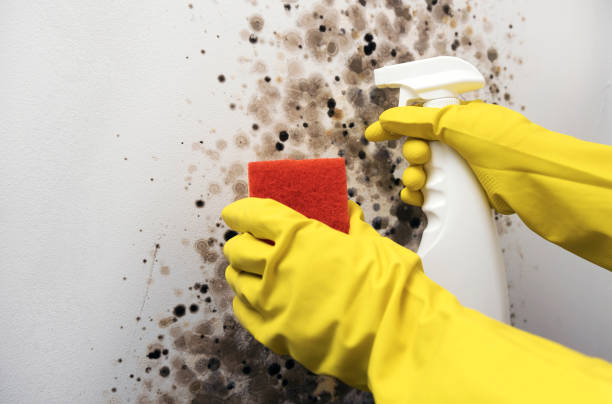 Home Mold Removal in Burnsville, NC