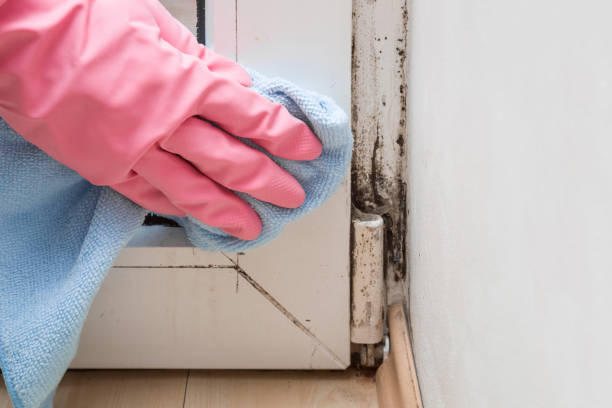 Best Attic Mold Removal  in Burnsville, NC