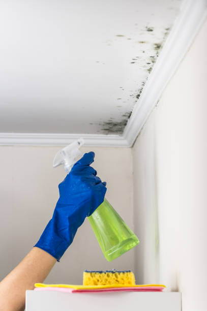 Burnsville, NC Mold Removal Company